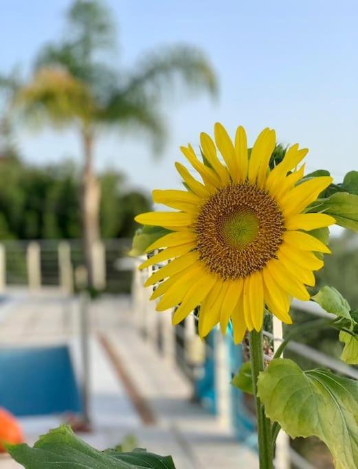 Marine'S Lux Villa:Golden Sunset Kalamata Exteriér fotografie